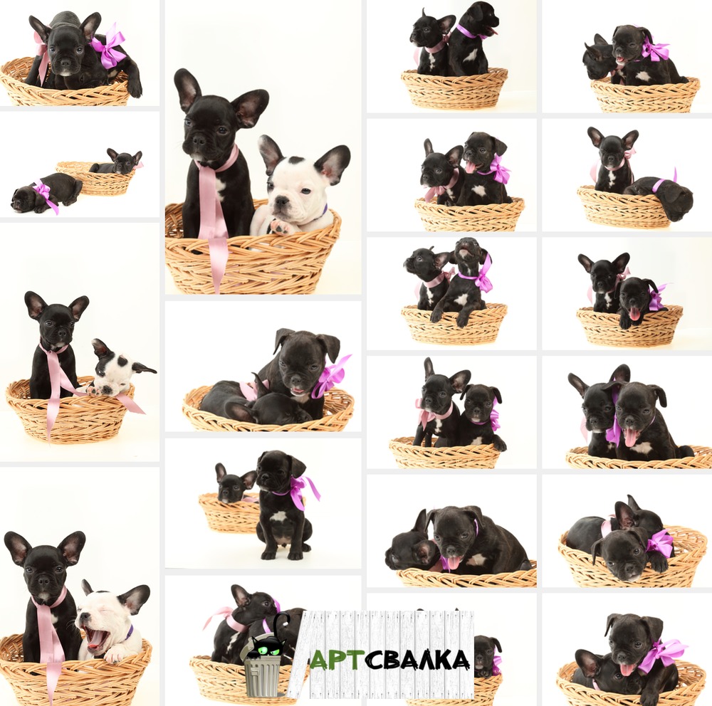 Щенки в корзине | Puppies in a basket
